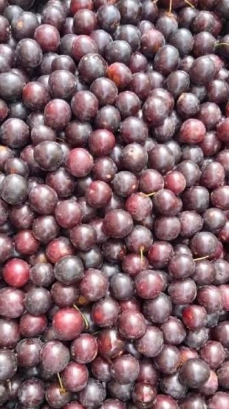 Замороженная шпанка