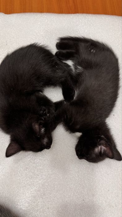 Котята 2 мес ищут дом