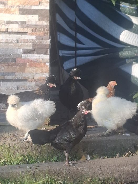 Familie moțată olandeză