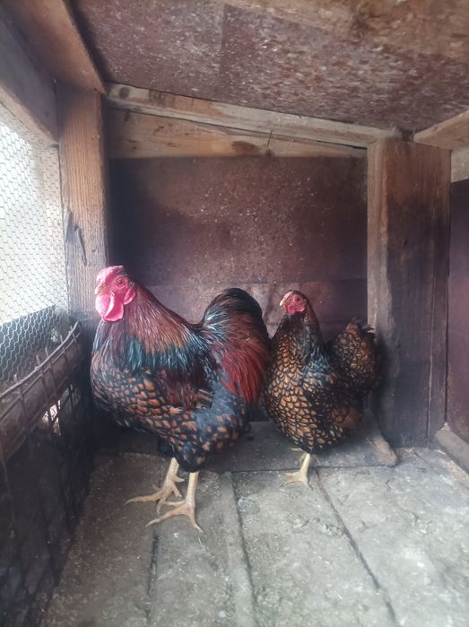 Мини виандот чифт