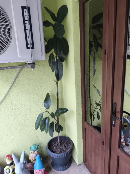 Floare Ficus 3 metri