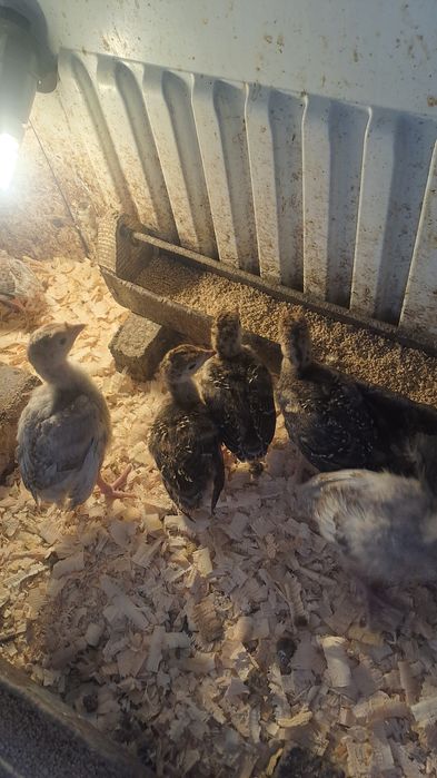 Продам индюка гибрид