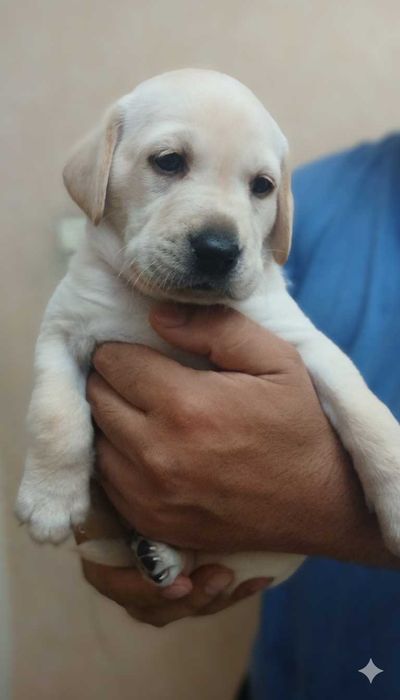 Продаются щенки Лабрадоры