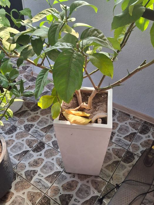 Лимоны с лимонами