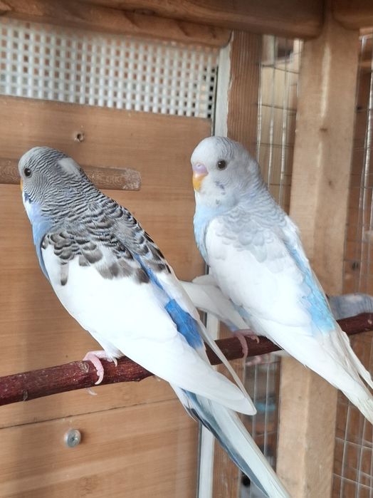 Волнистые попугаи.