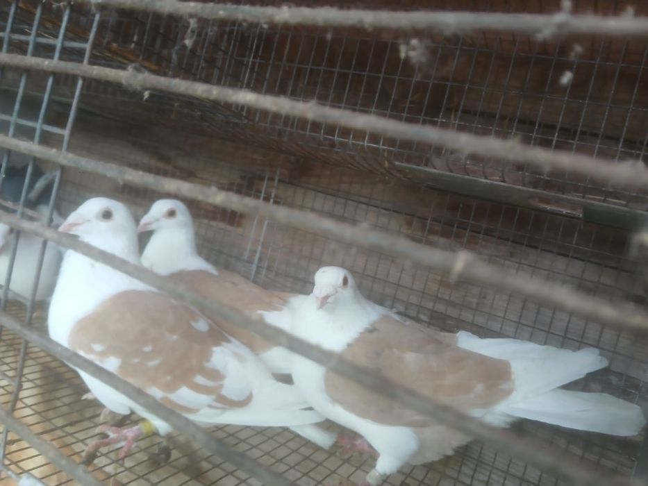 Vând porumbei……..