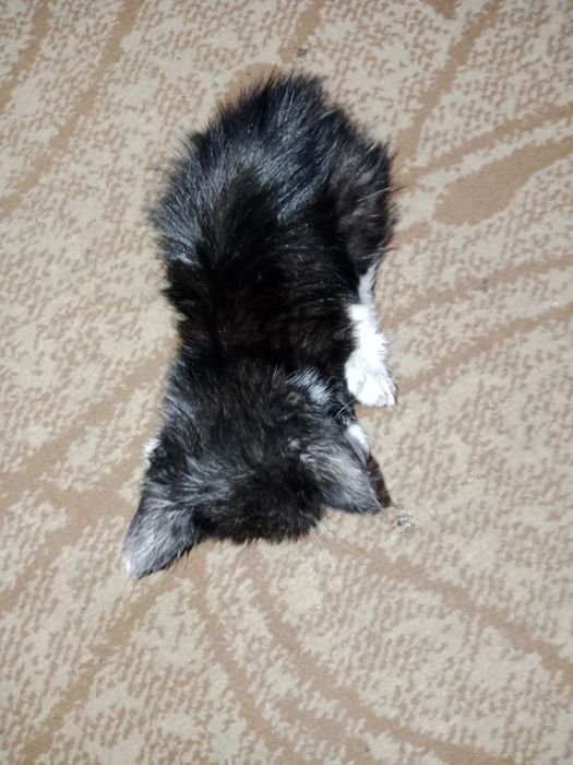 Котята трехцветные срочно бесплатно