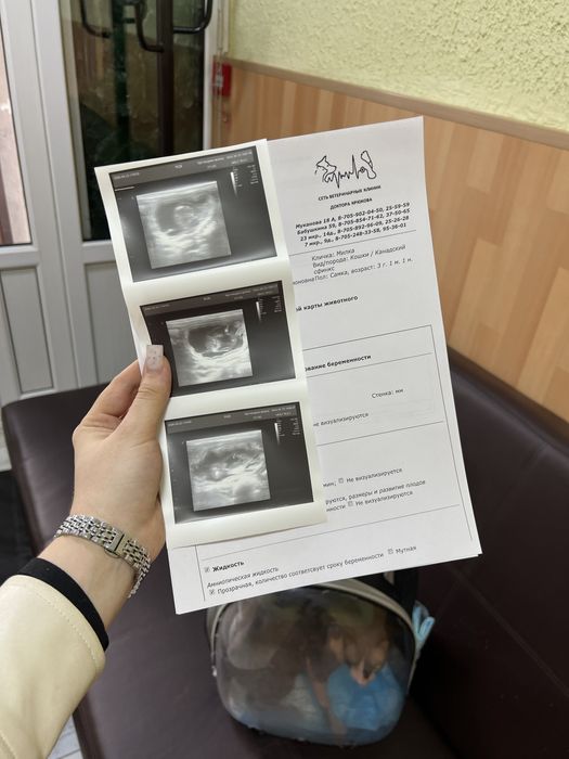 Котята сфинкса бронь