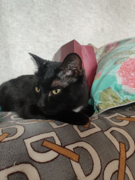 Ищет дом стерилизованная кошечка