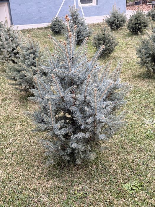 Archa Goluboy yel,Голубой ёл