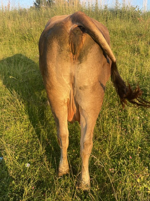 Vand vaca de carne