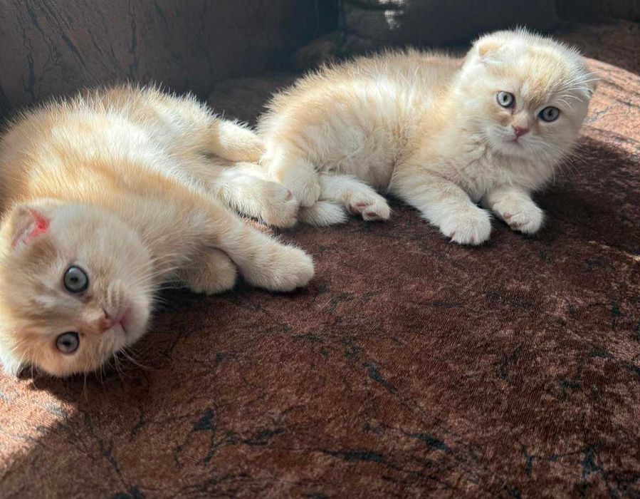 Шотландски клепоухи котета