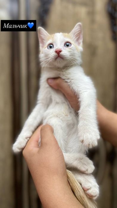 Бесплатно котятки