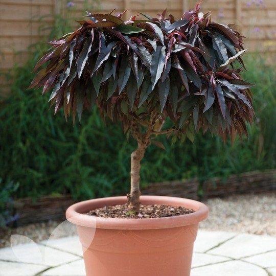 Piersic și Nectarin pitic cu frunză roșie ( Împăratul purpuriu )