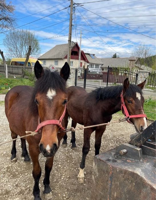 Vând o pereche de mânji