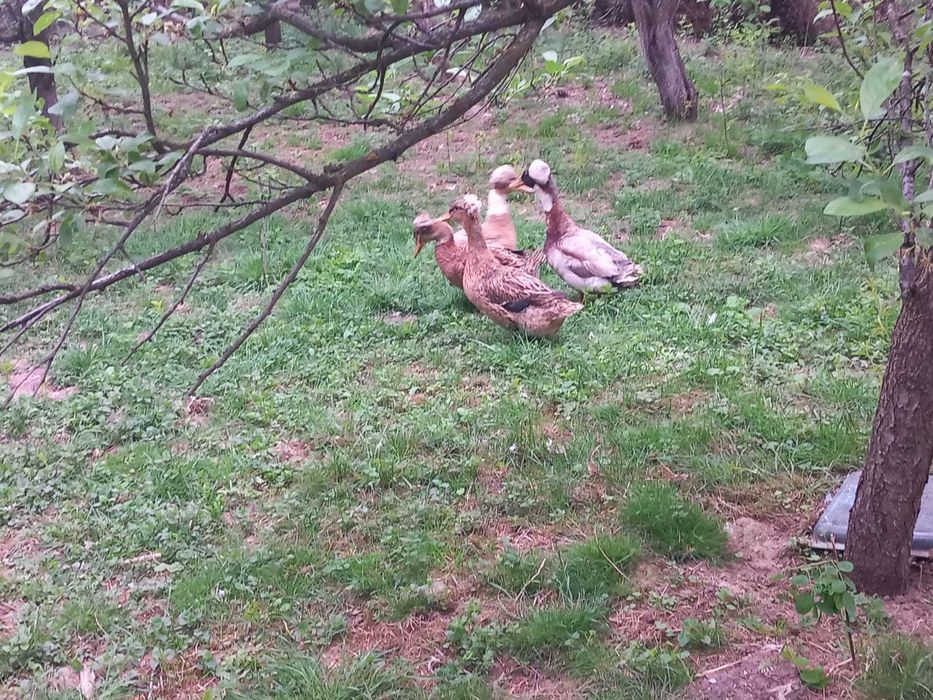 Gaste romanesti de vanzare