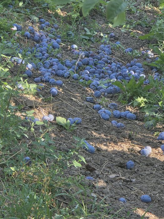 Prune pentru țuică/rachiu/pălincă