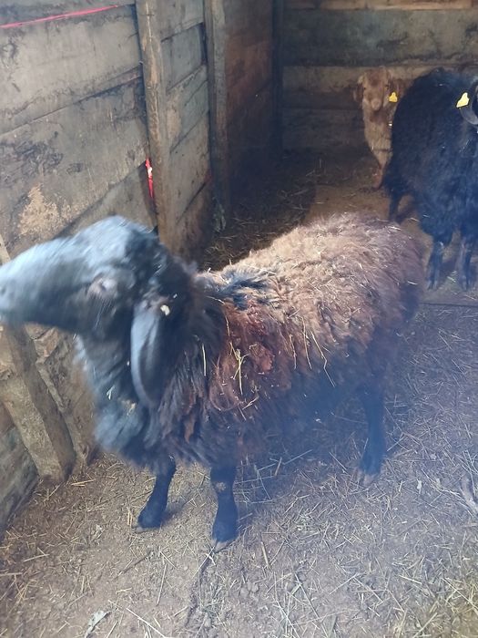 Продам баран породистый