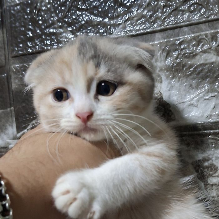 Котята Скоттиш-фолд