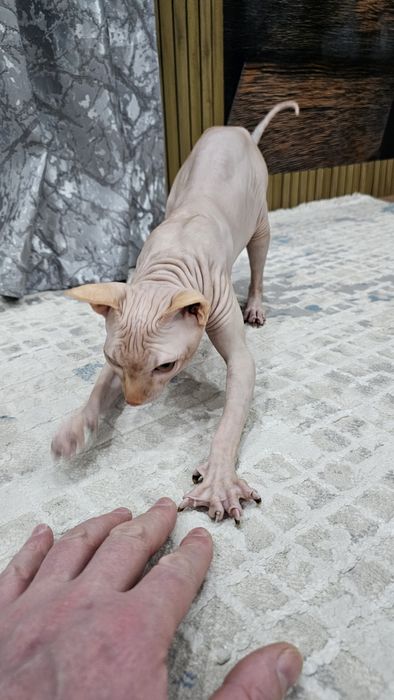 Продаётся кот сфинкс