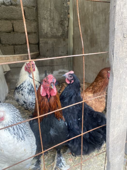 Har xil turdagi xorozlar