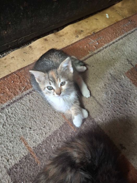 Подарявам котенца