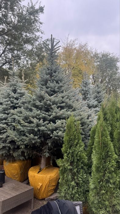 Живые деревья - ель,туя ,сосна