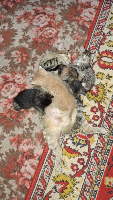 Отдам котика в добрые руки