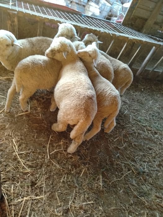 Vând  2 berbecuți