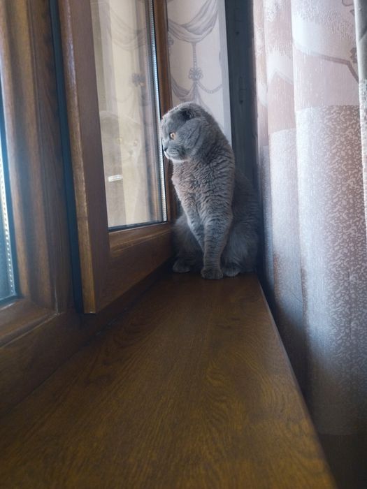 Приглашает на вязку "Мурка"