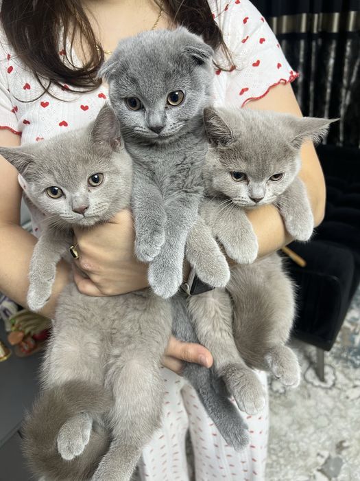 Кошки Британские здоровые и с паспортом