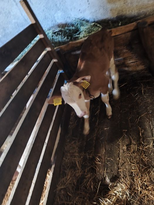 Vaca cu vitea de vânzare