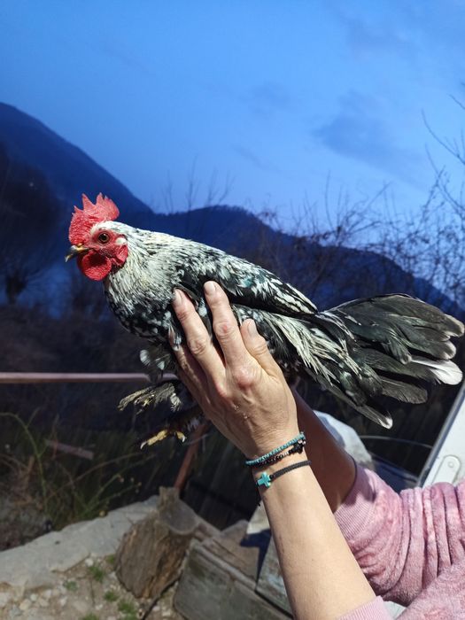 Găini pitice americane