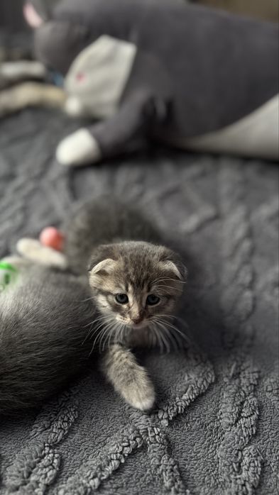 Вислоухие котята