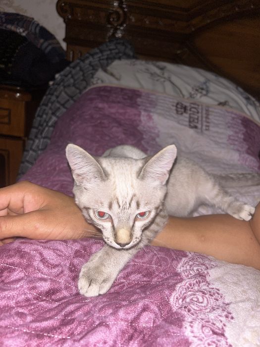 Домашний котенок