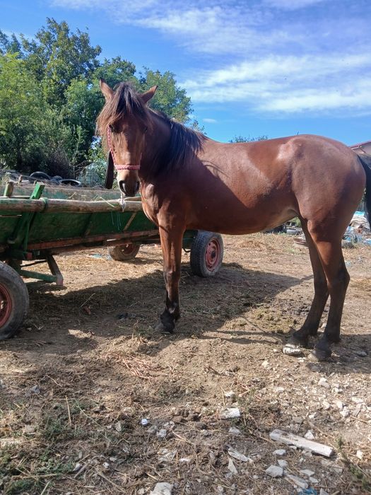 De vanzare iapă  mai multe detali la tel