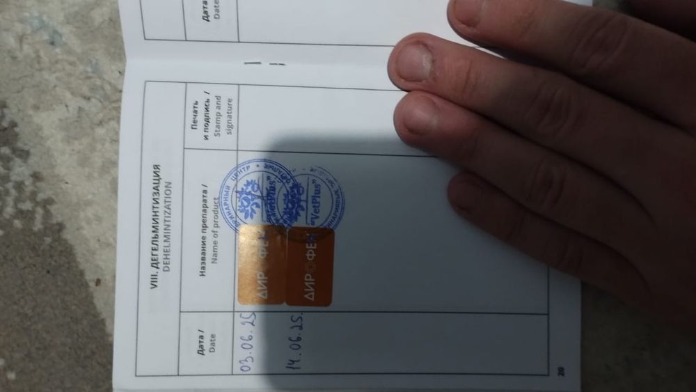 Бельгийская овчарка