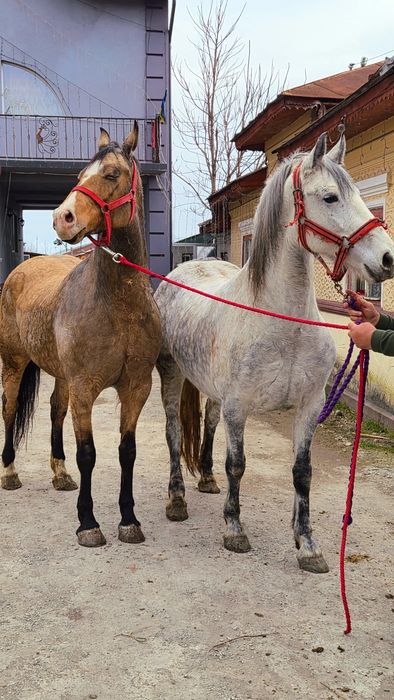 Cai pt echitatie terapie si agrement