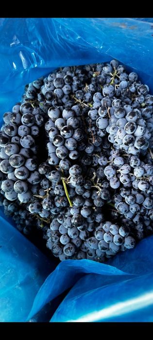 Vând struguri de vin calitate foarte bună Othel și roșioară