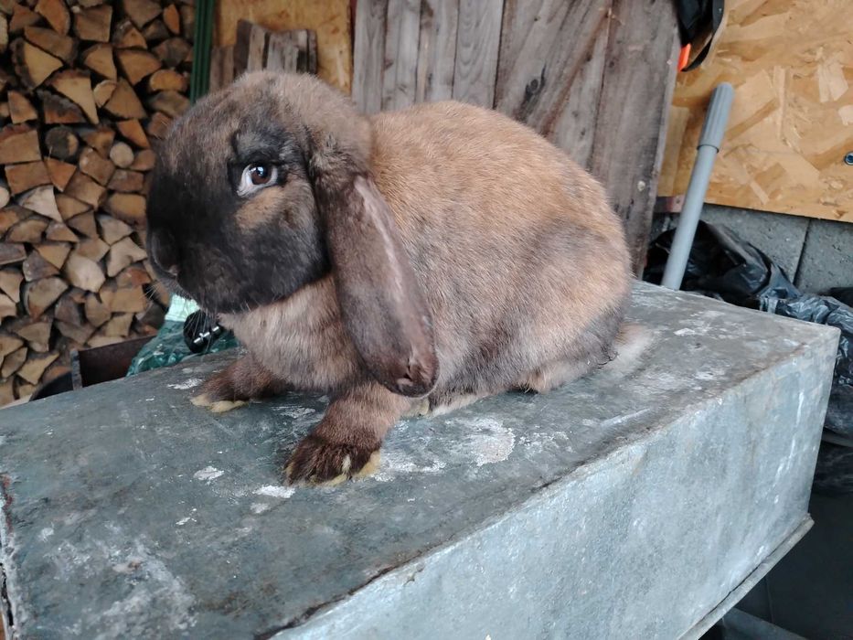 Iepuri berbec german