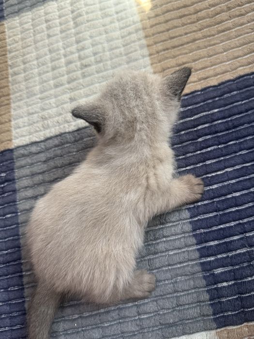 Отдам котят  в добрые руки!