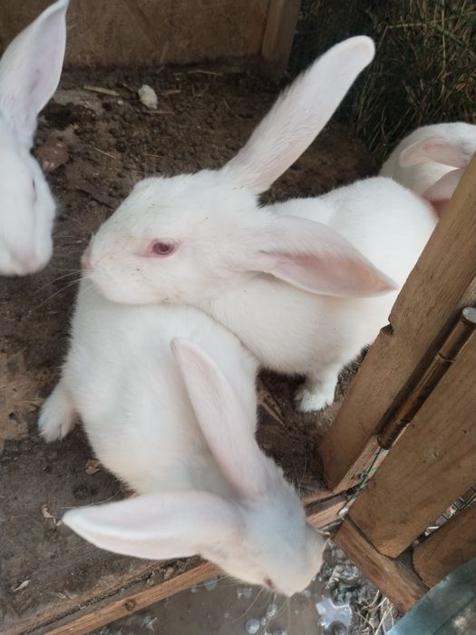 Quyonlar va quyon qafaslari sotilad