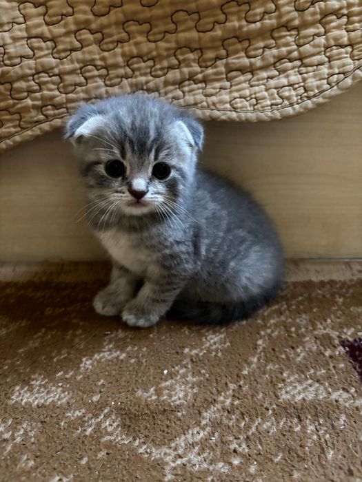 Котята,скоттиш фолд