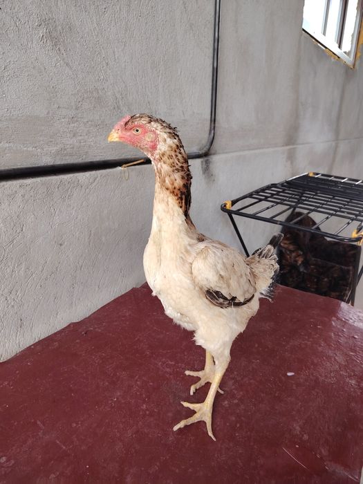 Бойцовский жұмытрка яйца