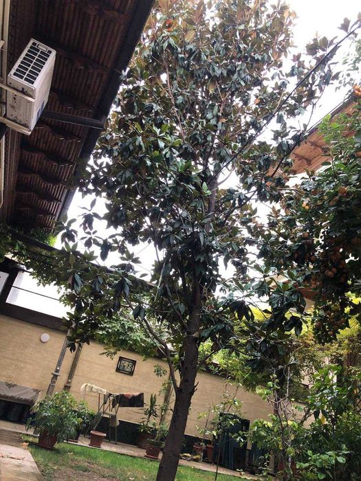 Своя Магнолия "Грандифлора" 6,5-7 метров, ухоженная, белые цветы.