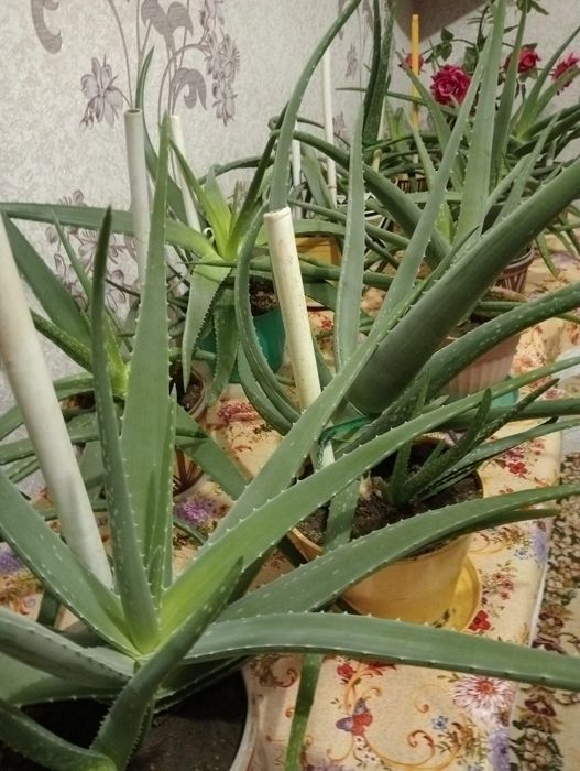 Продам Алоэ Вера лечебный