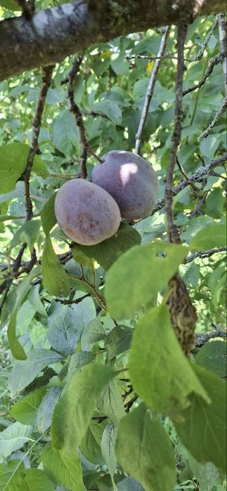 Prune de vanzare