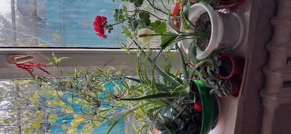 Продам комнатные цветы