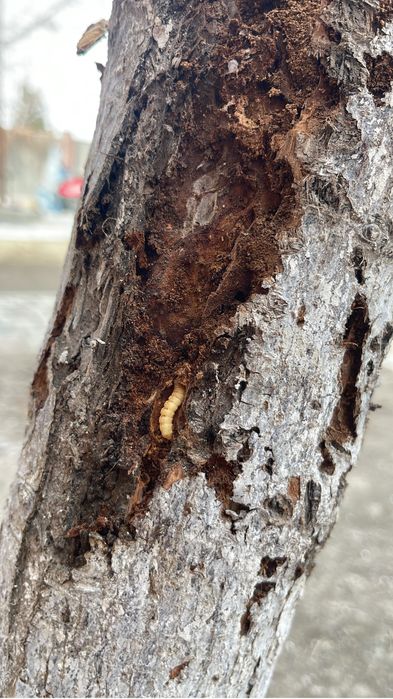 Обработаю деревья от паразитов