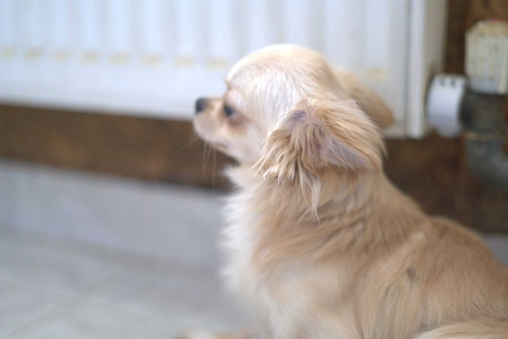 Чистокръвно Чихуахуа